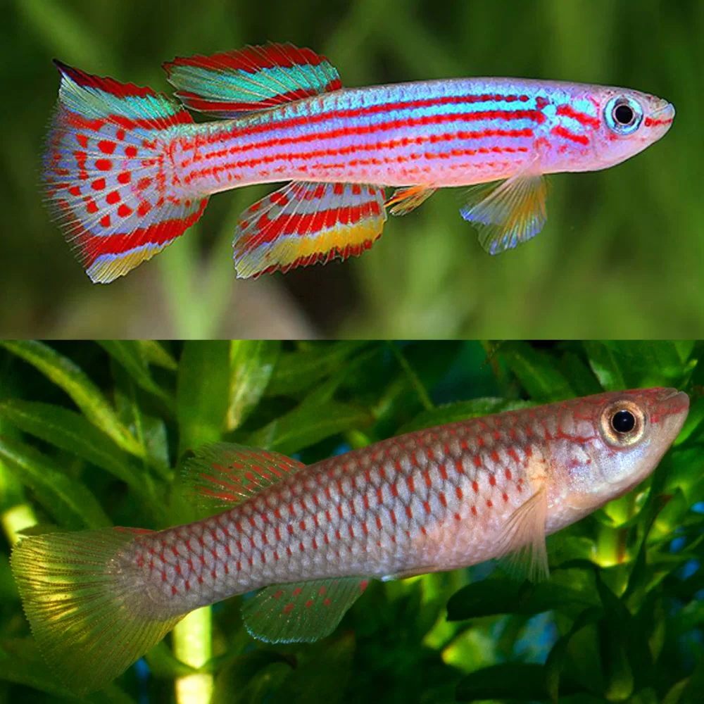  Killifish