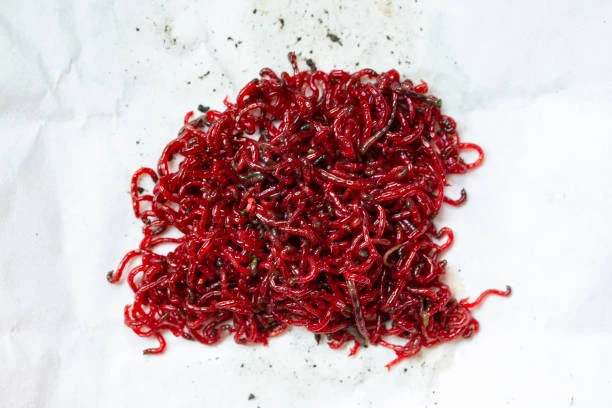 Bloodworms are rich in protein 