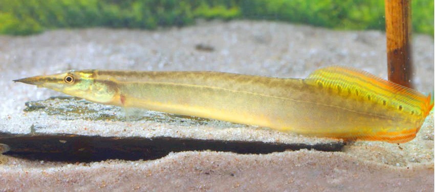Yellowtail spiny eel resting.