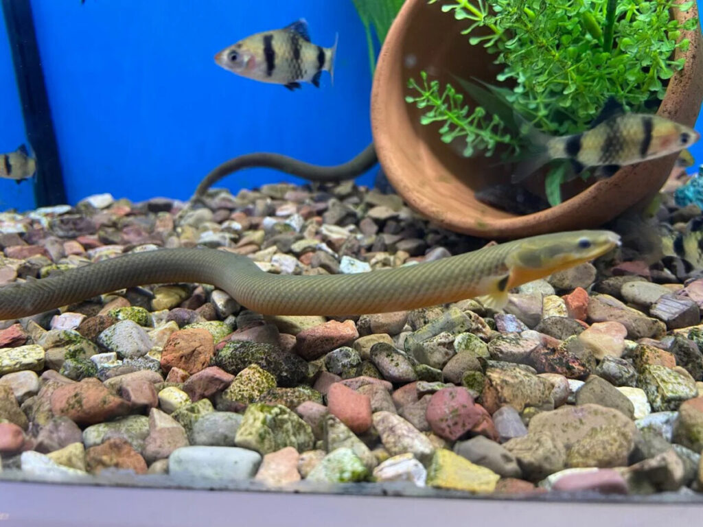 A Ropefish swimming peacefully alongside its tankmates.
