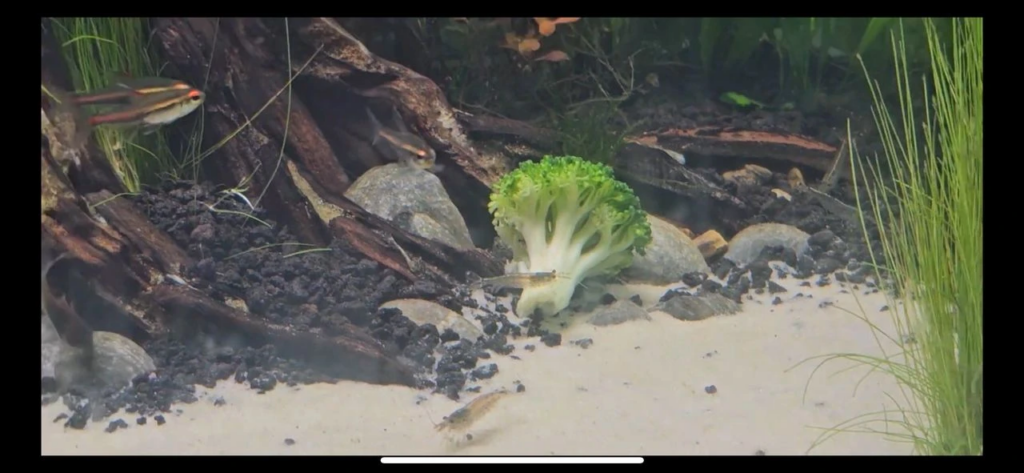 Blanched Broccoli is a good supplemental meal, my Amano shrimps loved it