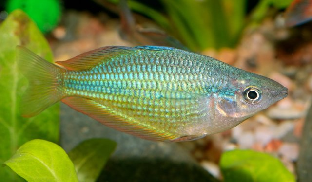 Pictured, an Australian Rainbowfish in an aquarium 