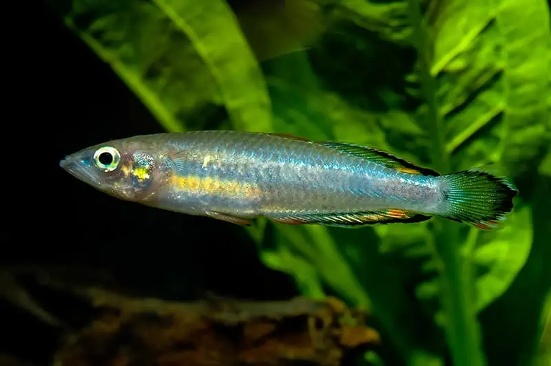 Pictured, a Madagacar Rainbowfish wide-eyed in the tank 