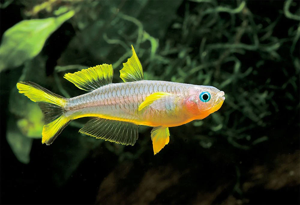 Pictured, a Forktail Rainbowfish radiating in the tank 