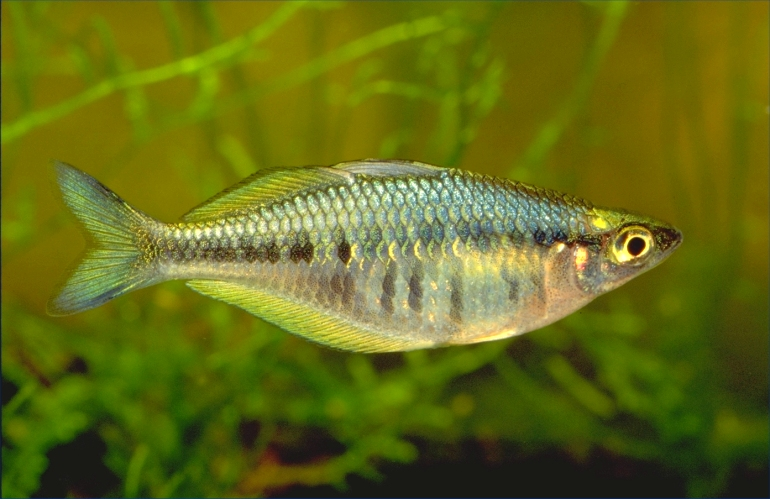 Pictured, an Axelrod Rainbowfish with shimmery scales