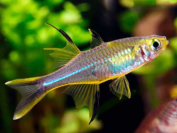 Pictured, a Celebes Rainbowfish swimming in the tank