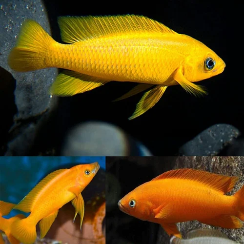 Pictured, Three Lemon Cichlids with different color scales 