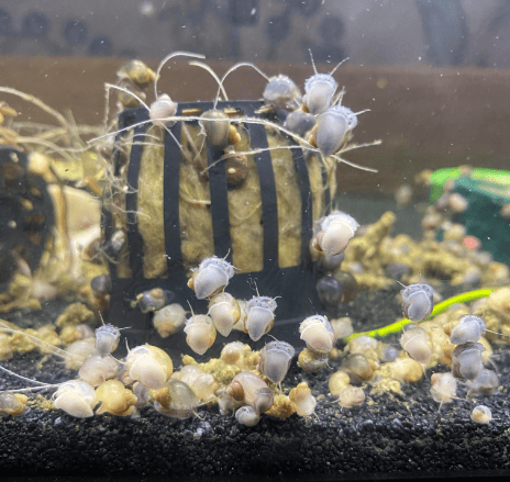 Aquatic Snail Infestation
