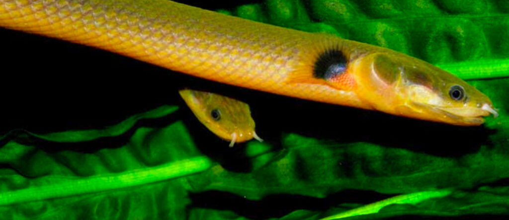 Two happy and healthy ropefish swimming in their planted enclosure
