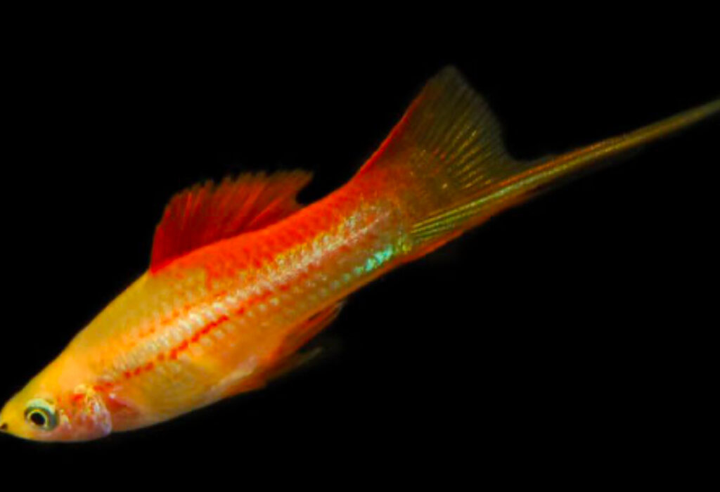 Pineapple Swordtail fish.