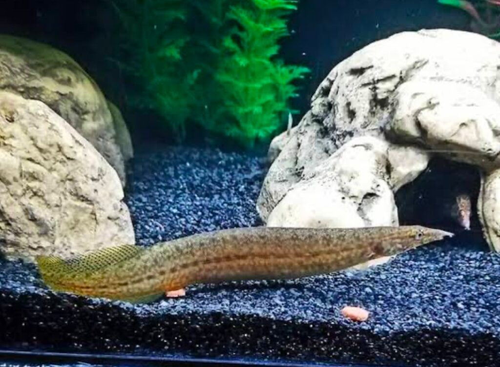 Spiny Eels in their well aquascaped tank