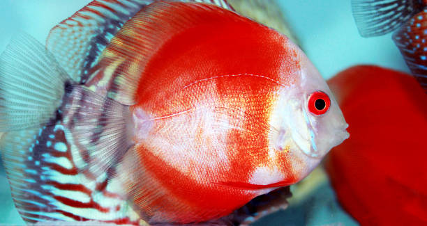 Pictured, A Marlboro Red Discus fish