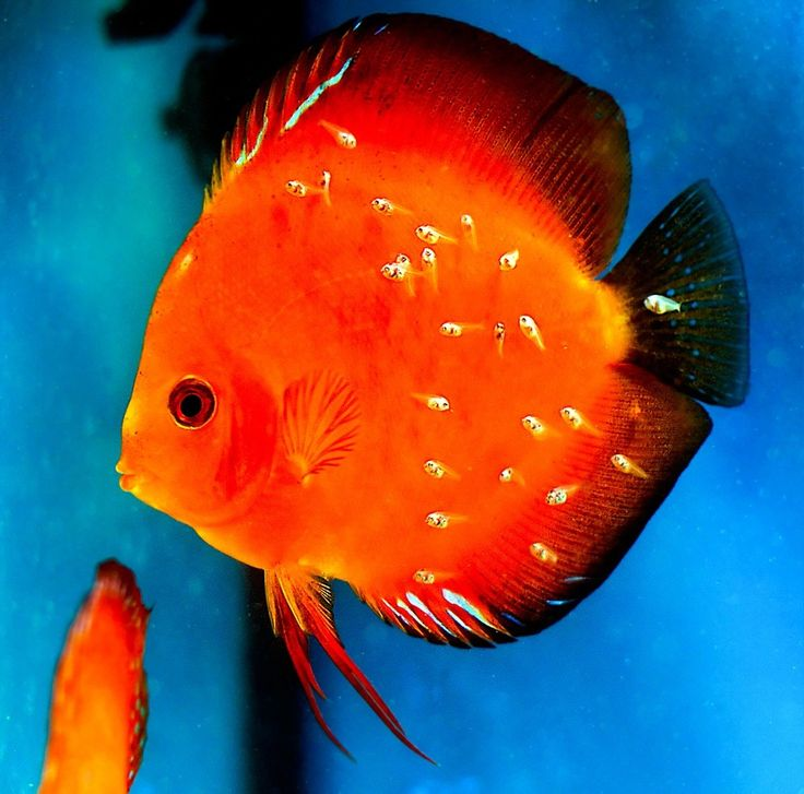 Pictured, A Marlboro red discus with fry