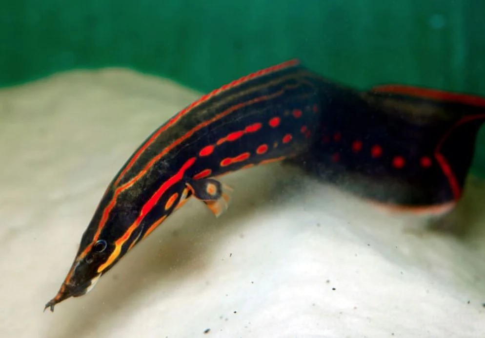 A close up of a fire eel in its aquarium.