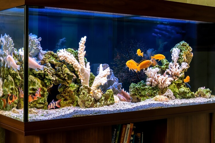 How Heavy Is A 75 Gallon Fish Tank?
