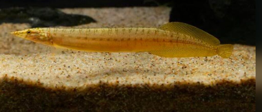 Yellowtail spiny eel swimming right above its tank's fine sand substrate.