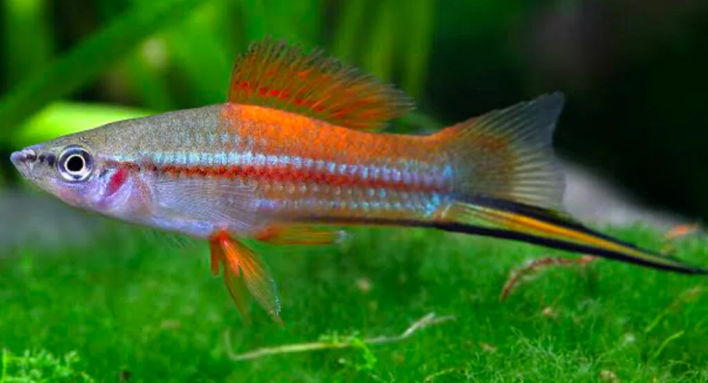 Neon Swordtail fish.
