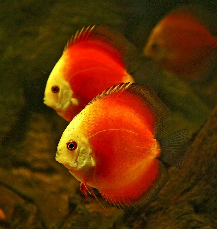 Pictured, Sick Marlboro Red Discus