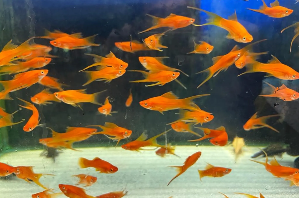 Large breeding community of Swordtails