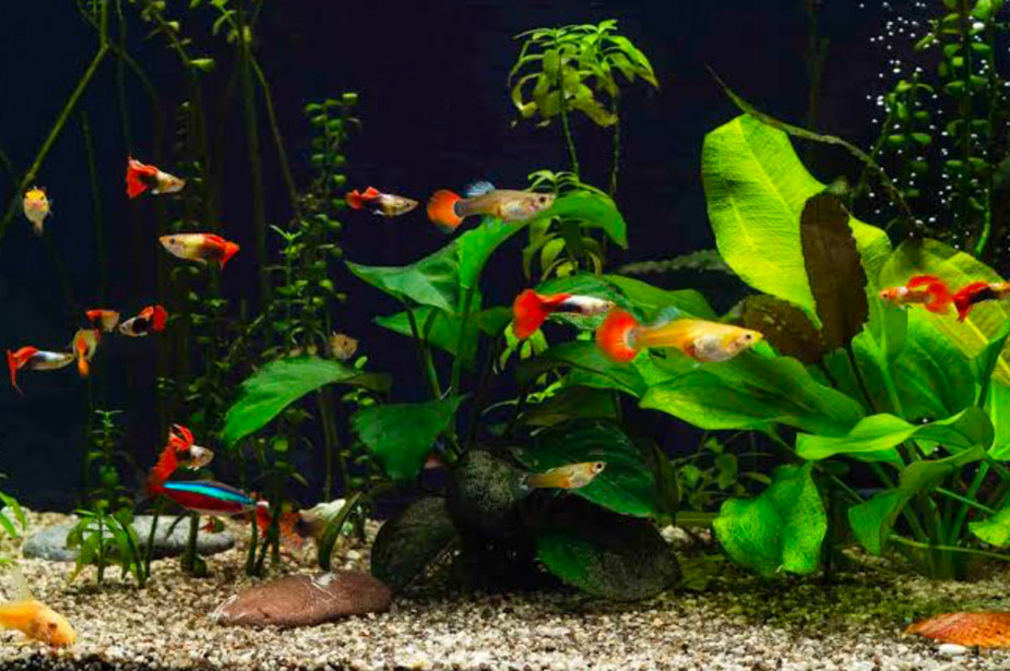 An aquarium full of colorful guppies.