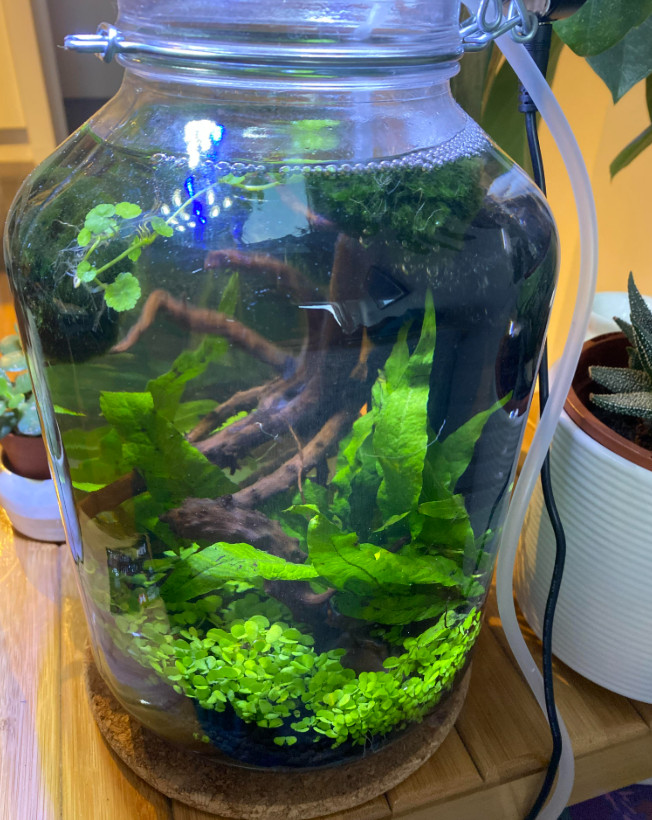 A healthy DSM originated jarrarium