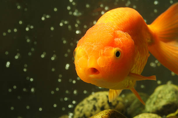 Complete Guide to Lionhead Goldfish