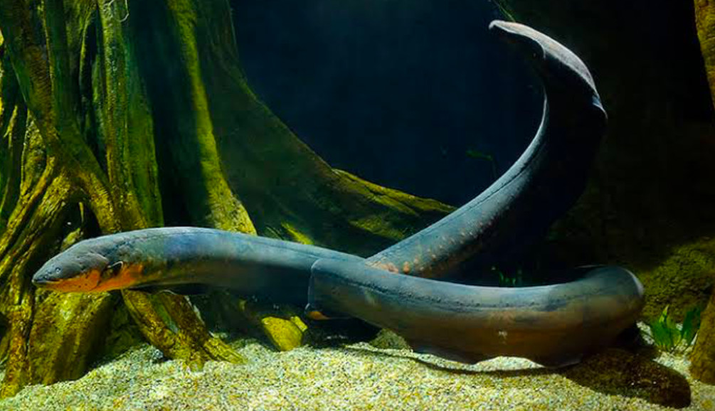 Massive eel(s) in a well aquascaped tank.