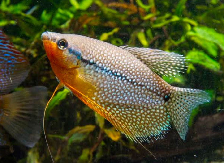 Gouramis in a planted tank.