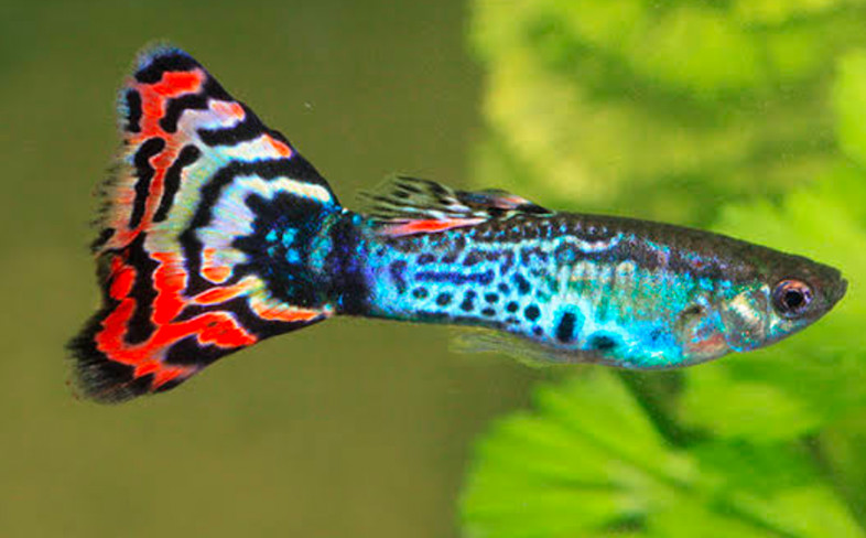 A colorful iridescent mosaic guppy.