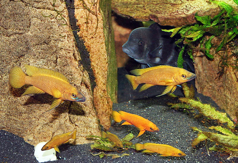 Pictured, breeding community of Lemon Cichlids