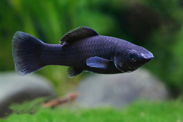 A True Black Molly with a wide tailfin