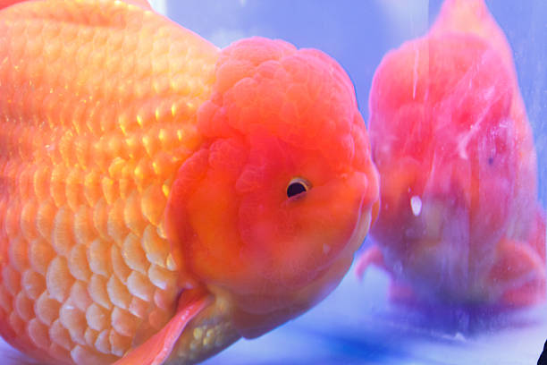 The Lionhead Goldfish's unique and Iconic appearance
