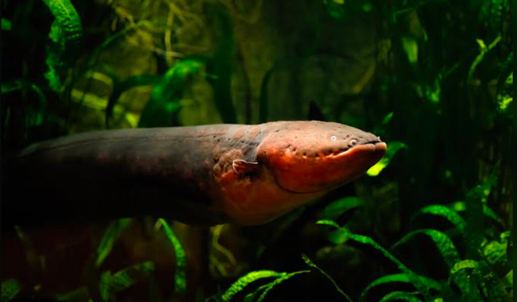 An Electric Eel swimming through a highly vegetated area.