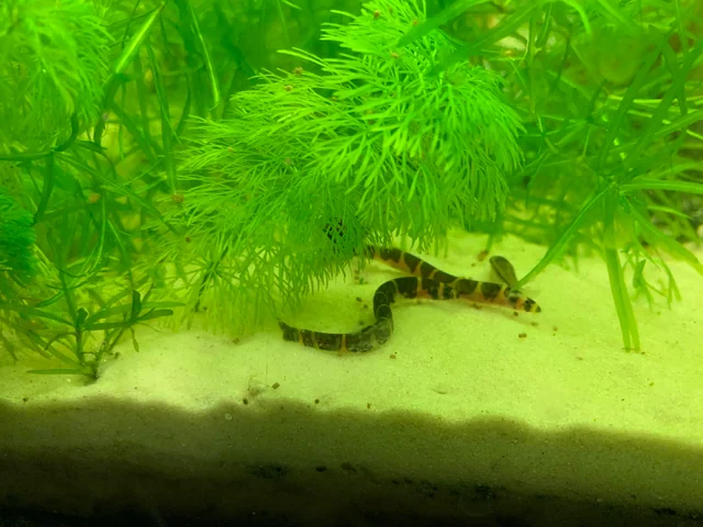 Kuhli Loaches as Shrimp Tank Mates