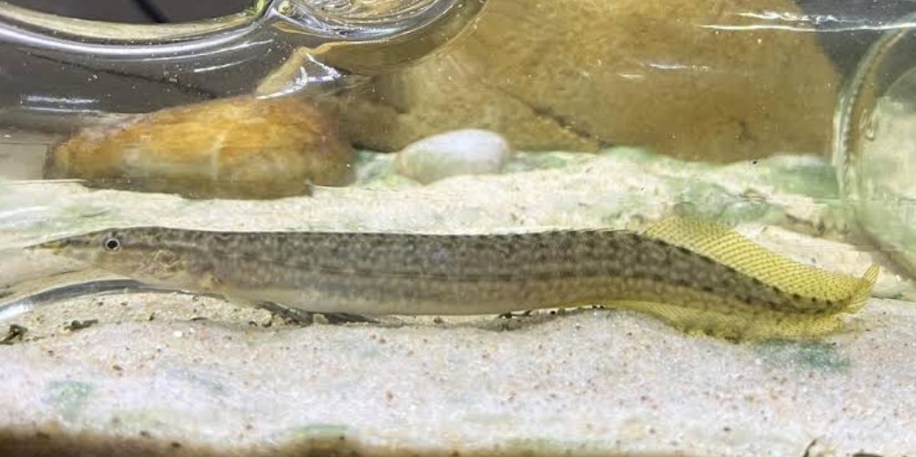 A happy and healthy Yellowtail Spiny Eel