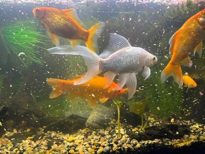 Feeding Goldfish 