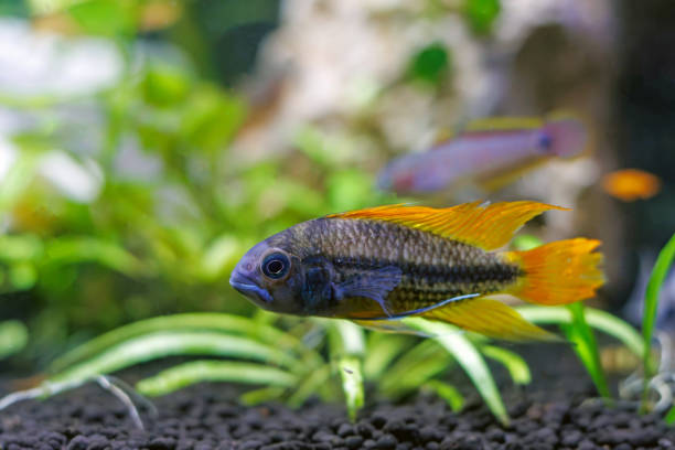 Female Cockatoo Cichlid 
