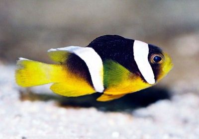 Amphiprion sebae