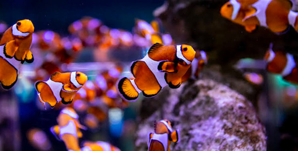 Clownfish