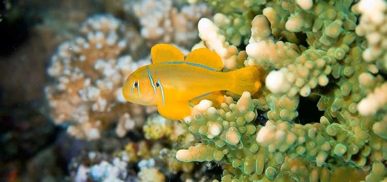 The Reef-Safety of Clown Gobies