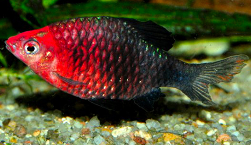 A Black Ruby Barb swimming along the bottom of a planted tank.