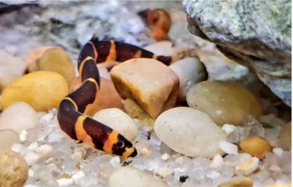 The Diet of Kuhli Loach