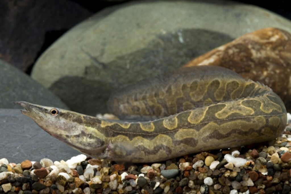 Tire Track Eel resting on the substrate alongside the rocks of its aquarium.