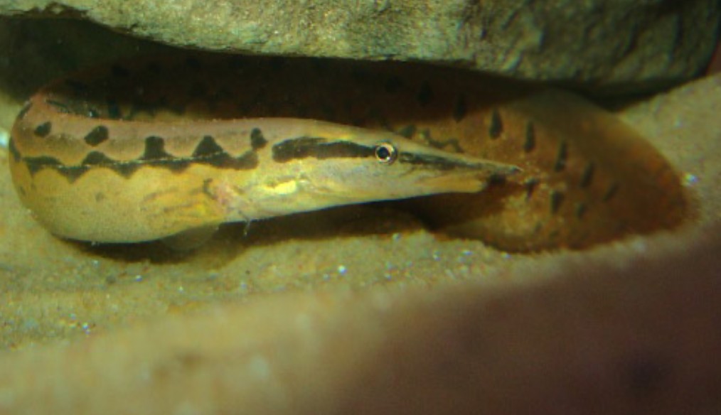 A Zig Zag eel hiding under a rock at the water's bottom.