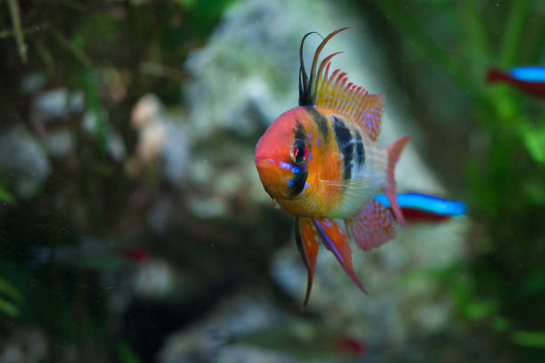 Pictured, A Ram Cichlid with visible black stripes 