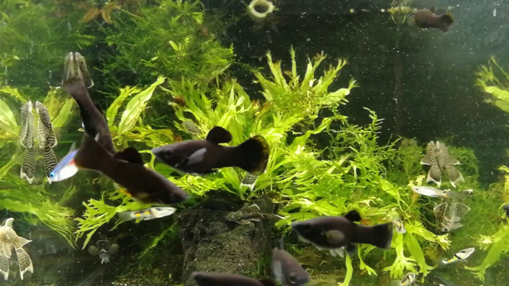 True Black Molly in a community tank alongside plecos and tetras