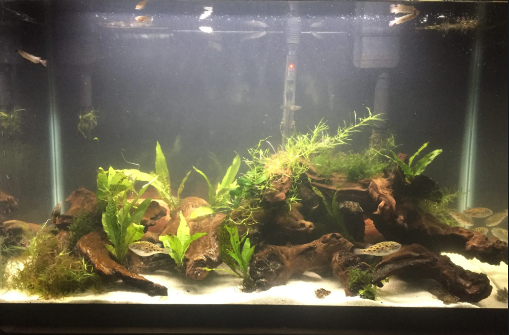 Pufferfish in a brackish water aquarium