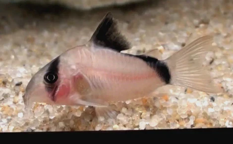 Corydoras metae sometimes has a pale pink body 