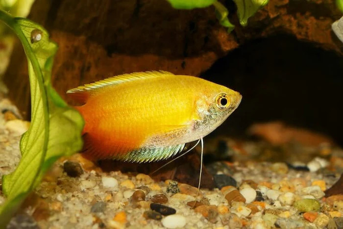Honey Gourami