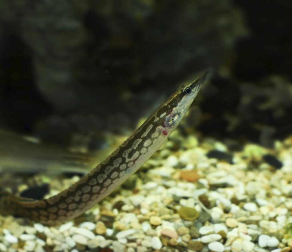 A Happy and healthy zig zag eel swimming in its aquascaped tank.